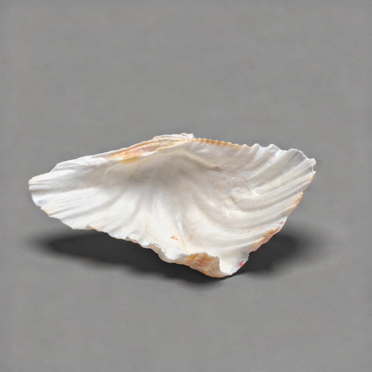 Shell Trinket Dish