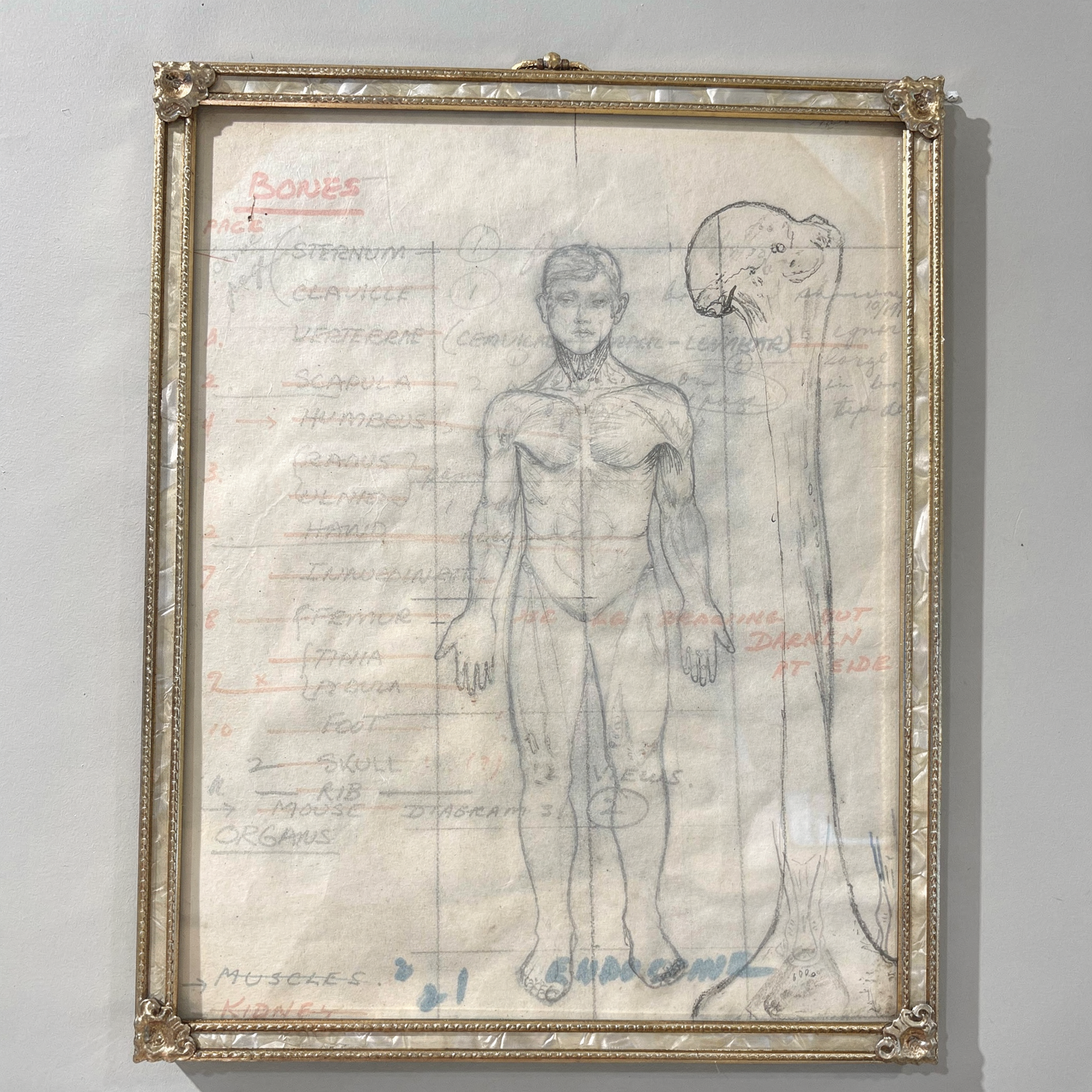 Vintage Anatomical Drawing 60s on Brass Frame
